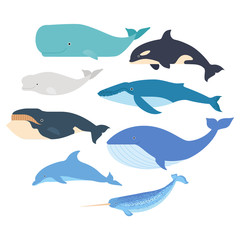 Whales and dolphin set. Marine mammals illustration. Narwhal, blue whale, dolphin, beluga whale, humpback whale, bowhead and sperm whale vector isolated - obrazy, fototapety, plakaty