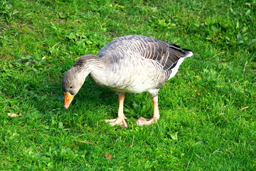 Duck