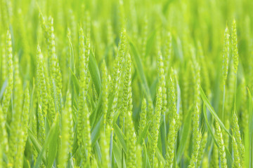 Fototapeta na wymiar Green wheat field 