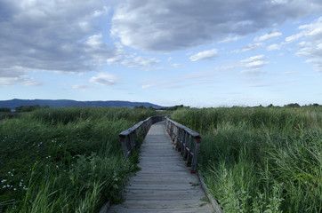 Wooden bridge over mangroves without people