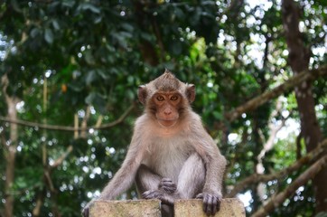 Macaque monkey in Cambodia.