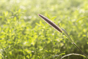 Green Grass, Foxtail Closeup, Space for Text, Nature Background