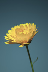Yellow flower with a background blue