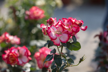 Shaded Rose Flowers with Green Leaves in the Garden