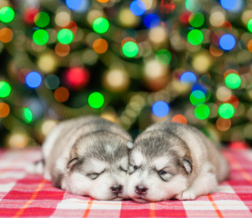 Fototapeta na wymiar Sleeping puppies on a background of the Christmas tree. Space for text