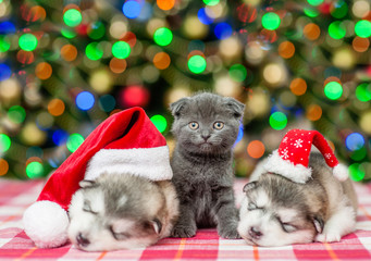 Fototapeta na wymiar Cute kitten and sleeping puppies in Christmas hats on a background of the Christmas tree