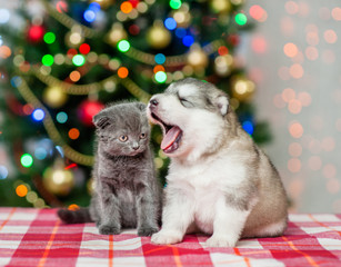 Fototapeta na wymiar Yawning puppy and a kitten on a background of the Christmas tree