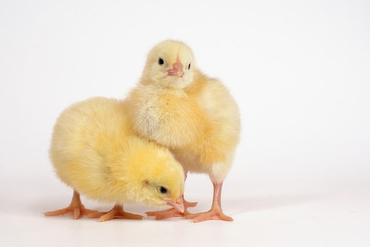 Two little chicken broiler isolated on white.