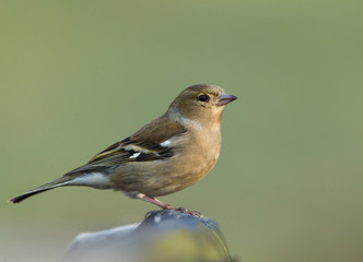 Fototapeta premium Female Common Chaffinch perching on a fence