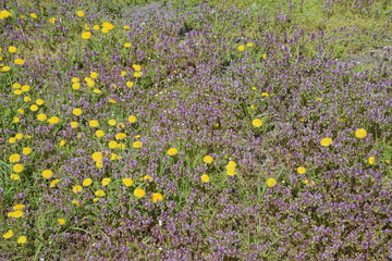 Flowers of dandelion. Lamium purpureum blooming in the garden. Medicinal plants.