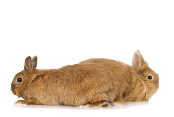 Zwei Zwergkaninchen in entgegengesetzter Richtung
