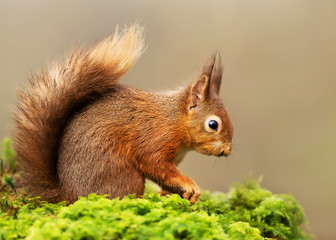 Naklejka na ściany i meble Red Squirrel sitting on a mossy log
