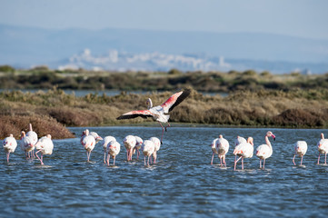 Naklejka premium Flamingo