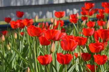 Red tulips bloom in the flowerbed. Flowering of tulips