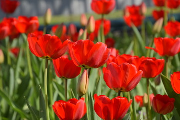 Red tulips bloom in the flowerbed. Flowering of tulips
