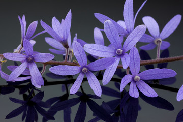 Panele Szklane  fioletowe tło kwiatów (fioletowy wieniec lub wieniec królowej lub winorośl z papieru ściernego lub petrea volubilis)