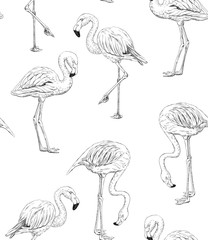 Hand drawn flamingo pattern