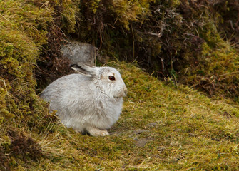 Mountain hare in the highlands of Scotland. © giedriius