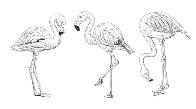 3 flamingos drawing