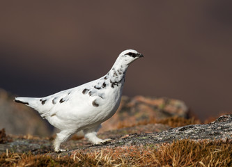 Rock Ptarmigan in the hills of Scotland