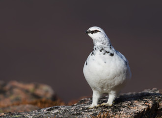 Rock Ptarmigan in the hills of Scotland