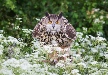 Close-up of Eurasian Eagle Owl the meadow