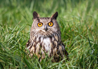 Close-up of Eurasian Eagle Owl perching on a grass