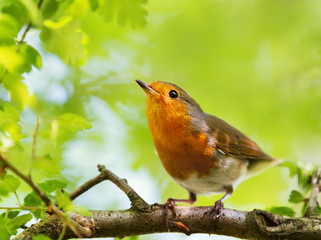 Close-up of European Robin perching on a tree
