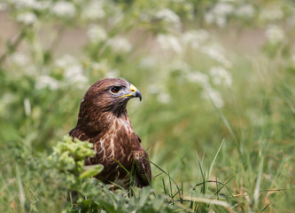 Close up of a Common Buzzard in the meadow