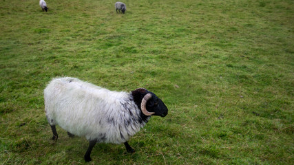 Irlanda