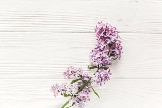 beautiful lilac flowers on rustic white wooden background top view. space for text. greeting card. earth day. happy mothers woman day. eco. hello spring flat lay image