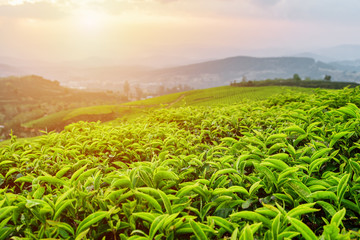 Scenic tea leaves at tea plantation in rays of sunset