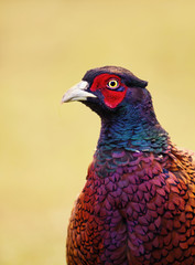 Close up of a male Common Pheasant