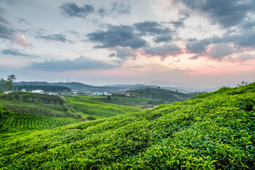 Obraz premium Beautiful young bright green tea bushes and colorful sunset sky