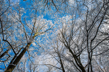 snow covered trees and blue sky, picture to the sky