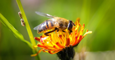 Wasp collects nectar from flower crepis alpina