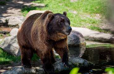 Fototapeta na wymiar Brown bear (Ursus arctos)
