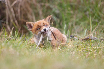 red fox cub