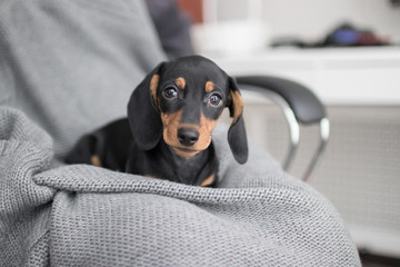 puppy Dachshund on grey knitted background lies and looking at the camera