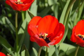 Naklejka premium Red tulips bloom in the flowerbed. Flowering of tulips