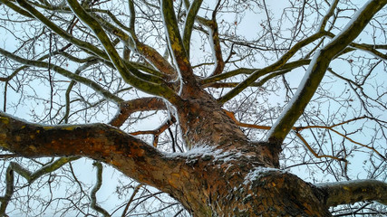 Trunk of sycamore covered with snow on a background of cloudy winter sky-3