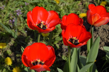 Red tulips bloom in the flowerbed. Flowering of tulips