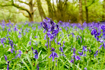 Bluebells