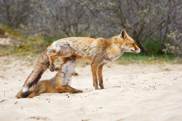 Red fox. Vixen with cub
