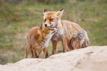 Naklejka na ściany i meble Red fox. Vixen with cub