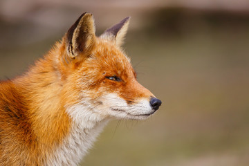 Red fox portrait