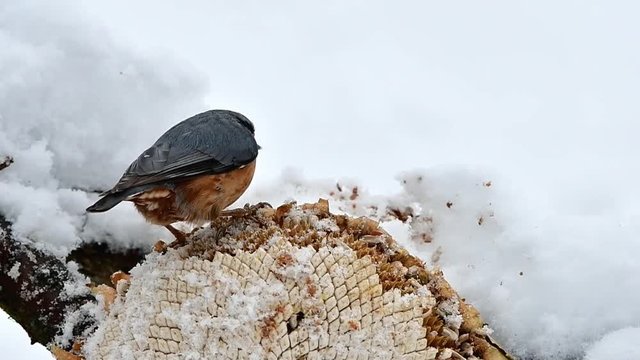 nuthatch in winter time,Czech republic