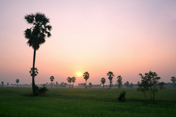 Obraz na płótnie Canvas Silhouette of Sugar palm tree in the rice filed.