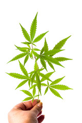 Hand holding marijuana leaf isolated