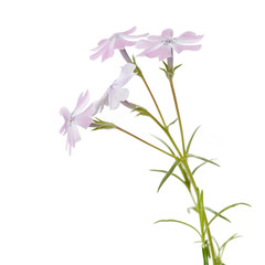 Flowers phlox subulate isolated on white background.